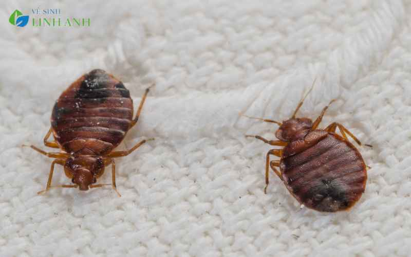 Cách Trị Rệp Giường Cho Gia Đình Có Trẻ Nhỏ An Toàn Tuyệt Đối 