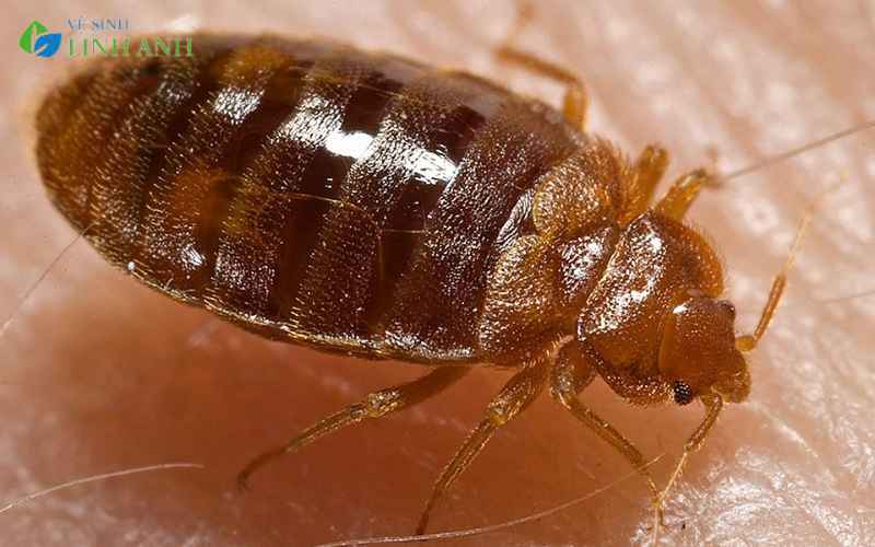 Hiểu rõ về rệp giường