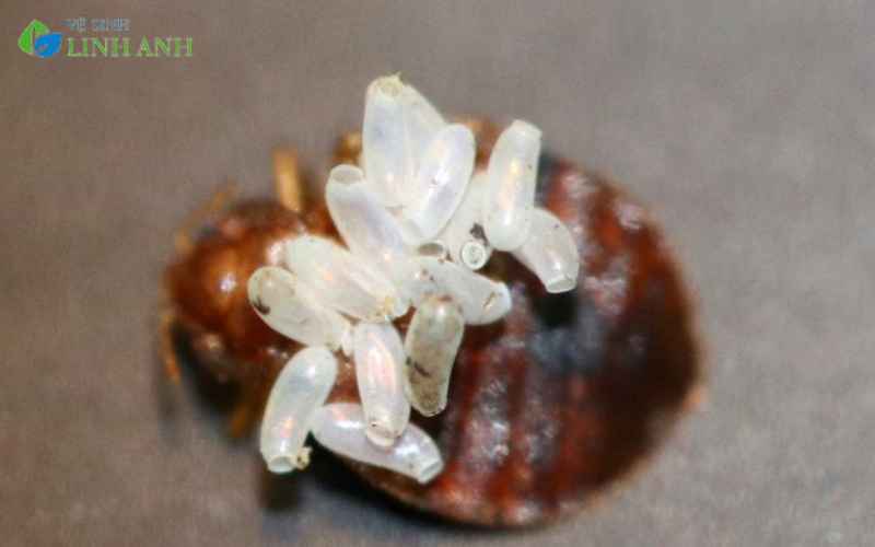 Các dấu hiệu nhận biết có rệp giường trong nhà