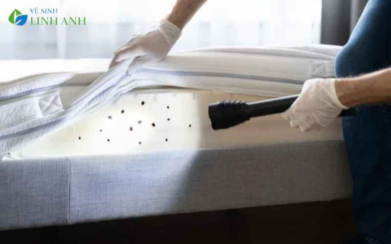 Cách trị rệp giường an toàn tuyệt đối cho gia đình có trẻ nhỏ