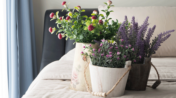 cc3a2y-c491e1bb83-trong-phc3b2ng-nge1bba7