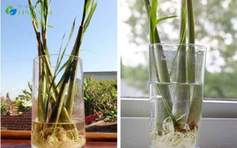 Top 10 cách đuổi muỗi trong phòng máy lạnh hiệu quả và an toàn